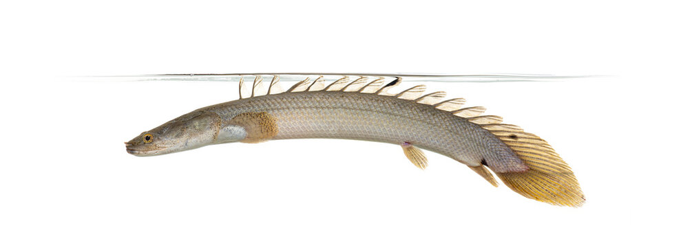 Nile bichir swimming in water over white background