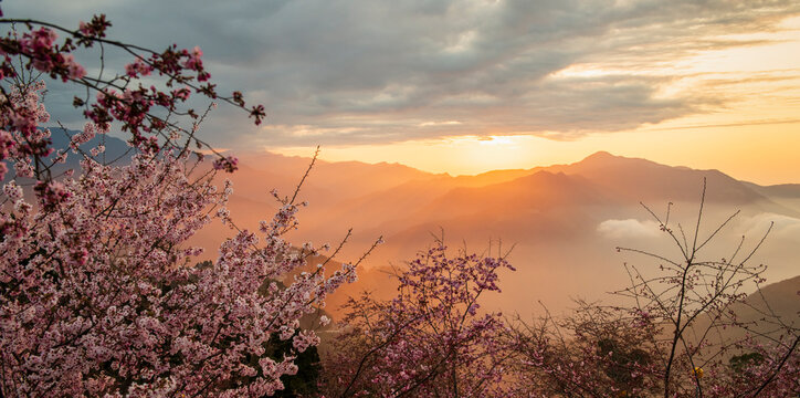 Spring Sakura Over Misty Mountain Sunset