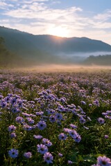 Fototapeta premium Expansive Hokkaido restoration meadow with dewdrops