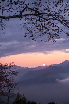 Misty Mountain Sunset Framed By Dark Cherry Blossom Branches At 