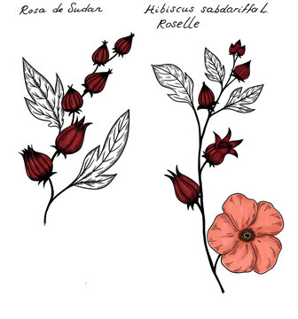 Hand drawn sketch of  karkade, Hibiscus sabdariffa, Hibiscus tea, carcade herbal tea plant is a genus of common flowering plants in the mallow family, Malvaceae.