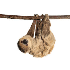 Fototapeta premium Sloth hanging upside down on a branch facing forward