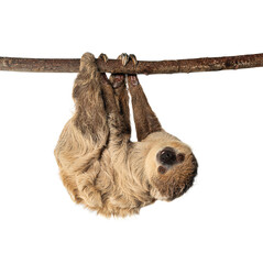 Fototapeta premium Linnaeus's two toed sloth hanging on branch