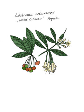 Hand drawn sketch of Iochroma arborescens is a species of flowering plant in the genus Iochroma, belonging to the nightshade family Solanaceae