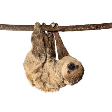 Linnaeus's two toed sloth hanging on branch