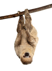 Two toed sloth hanging upside down on branch © Eric Isselée