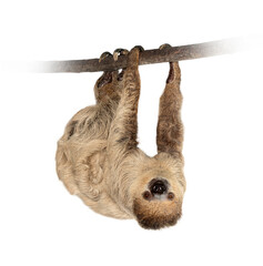 Fototapeta premium Linnaeuss two toed sloth hanging upside down on branch