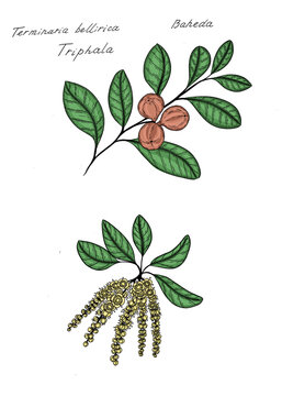 Hand drawn colorful sketch of   Terminalia bellerica,  known as bahera, beleric or bastard myrobalan, is a large deciduous tree in the family Combretaceae