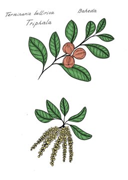 Hand drawn colorful sketch of   Terminalia bellerica,  known as bahera, beleric or bastard myrobalan, is a large deciduous tree in the family Combretaceae