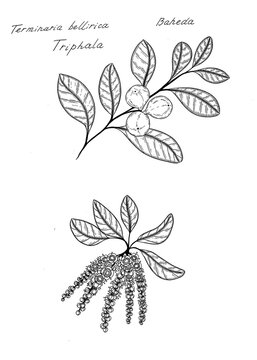 Hand drawn sketch of   Terminalia bellerica,  known as bahera, beleric or bastard myrobalan, is a large deciduous tree in the family Combretaceae