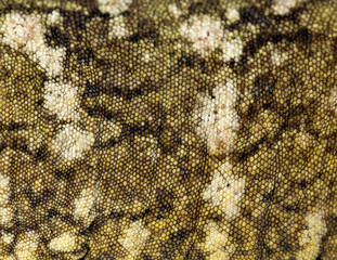 New caledonian giant gecko skin texture pattern © Eric Isselée
