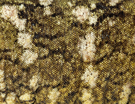 New caledonian giant gecko skin texture pattern