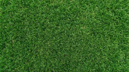 Fototapeta premium Lush green grass texture creating a vibrant natural background for various concepts