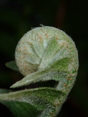 Macro photograph of a young, hairy fern frond uncurling in the rainforest. © Amonrat