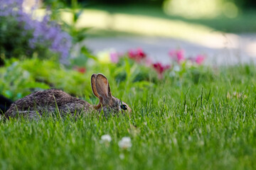 rabbit in the grass © Logan