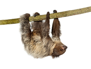 Linnaeus's two toed sloth hanging on branch © Eric Isselée