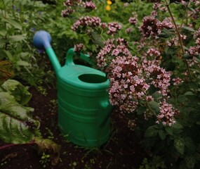 Close up of a green watering can and some flowering wild marjoram branches in a vegetable garden in July. © Kati Maria