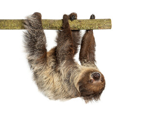 Linnaeus's two toed sloth hanging on branch © Eric Isselée