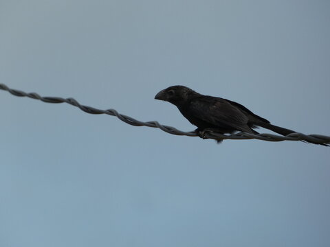 Smooth-billed Anis (Crotophaga ani) Perched Together in Paraguay