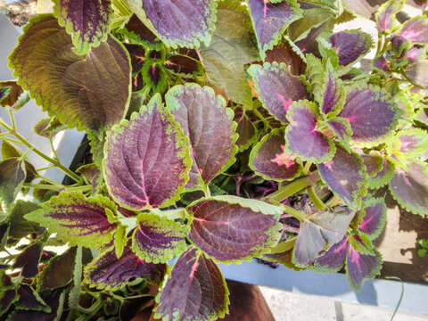 Vibrant coleus plant foliage showcasing intricate purple and green patterns on serrated leaves captured in soft natural daylight within a lush domestic garden setting outdoors