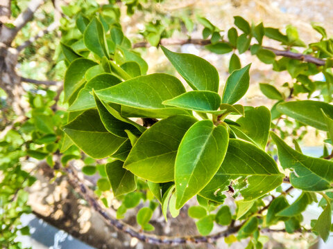 Vibrant green leaves clustered on a slender branch captured in bright natural daylight showcasing healthy foliage growth during the warm spring season in a garden setting