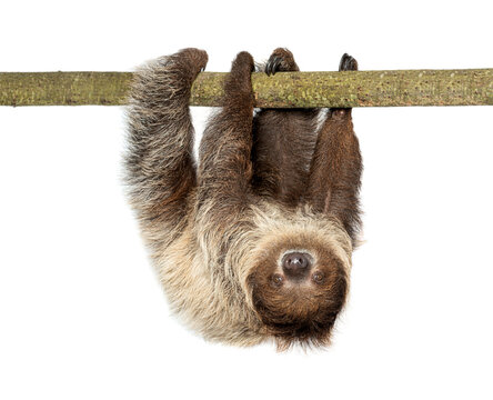 Linnaeus's two toed sloth hanging upside down on branch