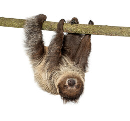 Two toed sloth hanging upside down on branch © Eric Isselée