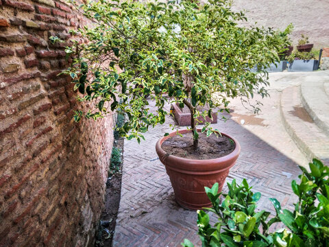 Potted variegated shrub sits elegantly against an ancient red brick wall on a patterned stone courtyard during a bright and sunny afternoon in late spring