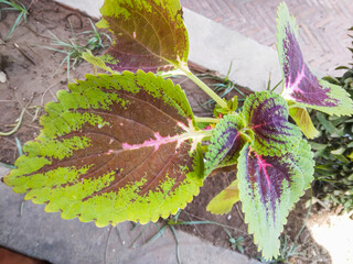Vibrant coleus plant featuring striking variegated foliage with bold lime green borders and deep purple centers growing in a sunny garden bed during the daytime © Graphixa