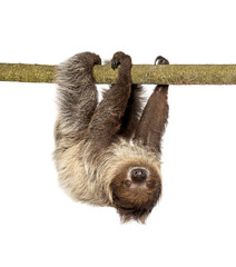 Two toed sloth hanging upside down on branch © Eric Isselée