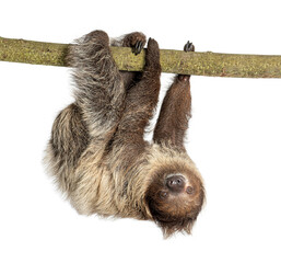Two toed sloth hanging upside down on branch © Eric Isselée