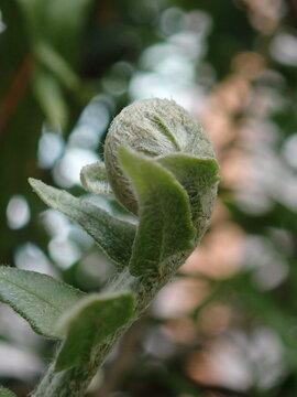 Close-up macro photography of wild fern plant showing young fiddleheads and mature fronds.