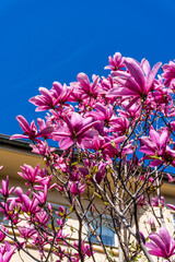 Vibrant pink magnolia blossoms blooming on branches against a clear blue sky, creating a colorful spring garden scene in bright sunlight © gyana08