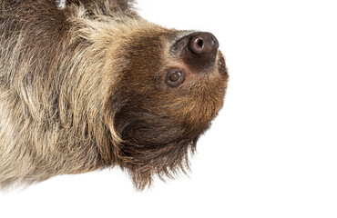 Linnaeus's two toed sloth hanging upside down © Eric Isselée