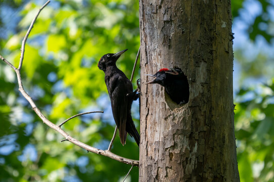 Picchio nero ( Dryocopus martius )