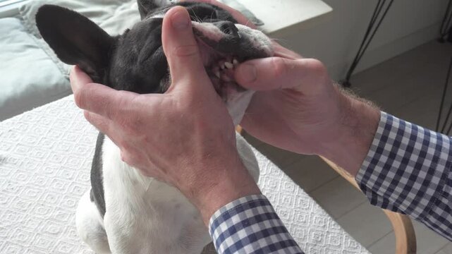 Caring owner checking a dog's teeth and gums at home. Close-up: male hands opening the dog's mouth for inspection. Pet healthcare, veterinary care and hygiene. Ideal for animal wellness content