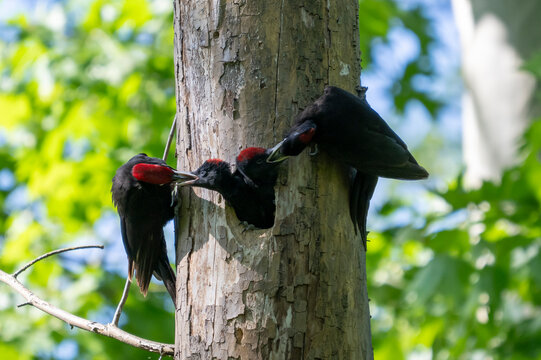 Picchio nero ( Dryocopus martius )