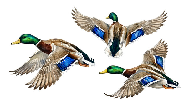 Three mallard ducks flying in the air