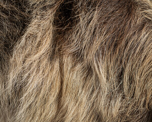 Fototapeta premium Sloth fur close up showing brown hair texture