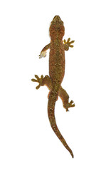 Naklejka premium Mossy new caledonian gecko isolated background looking up