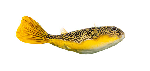 Mbu pufferfish swimming with yellow and black patterns © Eric Isselée
