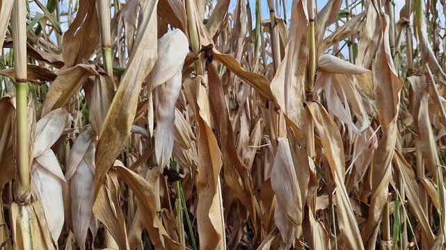 Close-up of fodder corn in a cornfield before harvest. Dry corn cob on a stalk in a field in autumn. Texture of dry leaves close-up. Grain or fodder corn. Ripe fodder corn in a field in autumn