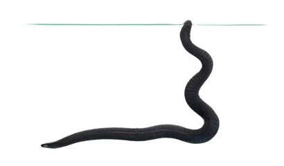 Fototapeta premium rubber eel, Typhlonectes natans, swimming in clear water