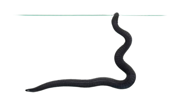 rubber eel, Typhlonectes natans, swimming in clear water