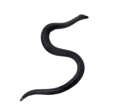 rubber eel, Typhlonectes natans, on white background