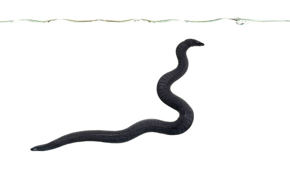 rubber eel, Typhlonectes natans, swimming in water on white