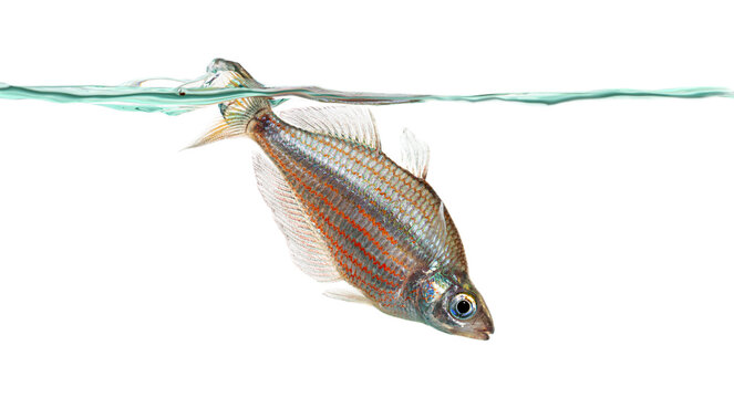 Grime rainbowfish swimming near water surface isolated