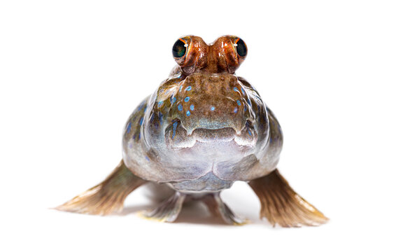 Atlantic mudskipper on white background looking directly