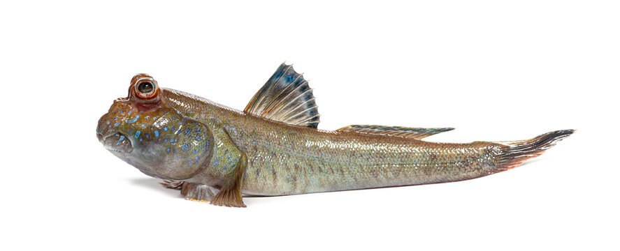 Atlantic mudskipper periophthalmus barbarus on white background