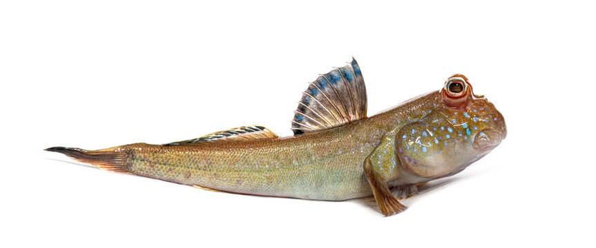 Atlantic mudskipper periophthalmus barbarus on white background